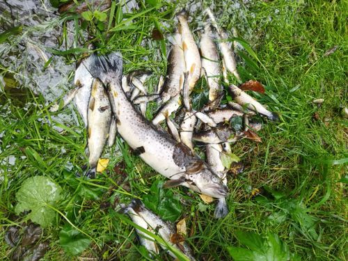 úhyn Těchonín  (1).jpg